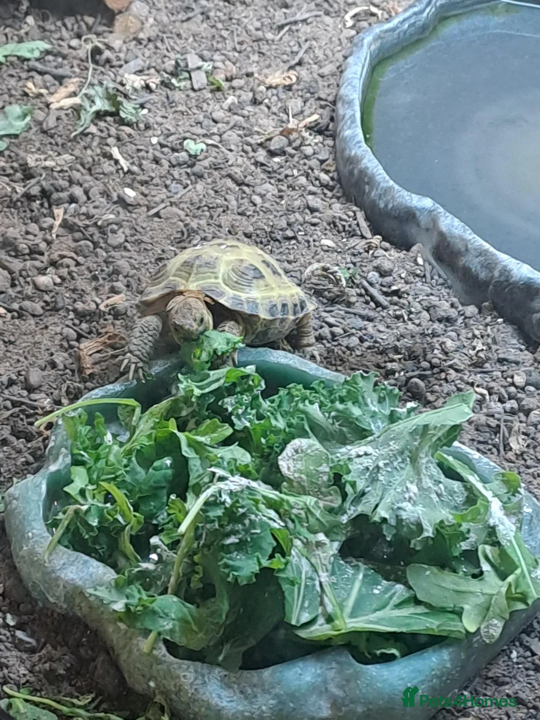 Tortoise reptiles for sale: Horsefield tortoises - Advert 7