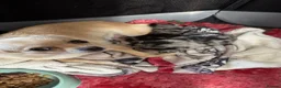 Pomchi dogs for sale: Stunning Pomchi puppies  - Advert 6