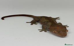 Gecko reptiles for sale: Crested Geckos ( can provide set up) in Upminster - Image 8