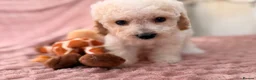 Labradoodle dogs for sale: DNA health tested parents of stunning labradoodles in Ware - Advert 28