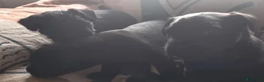 Patterdale Terrier 3