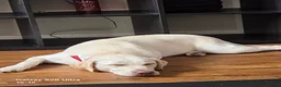 Labrador Retriever dogs for sale: Babygirl Nyla  in Mansfield - Advert 1