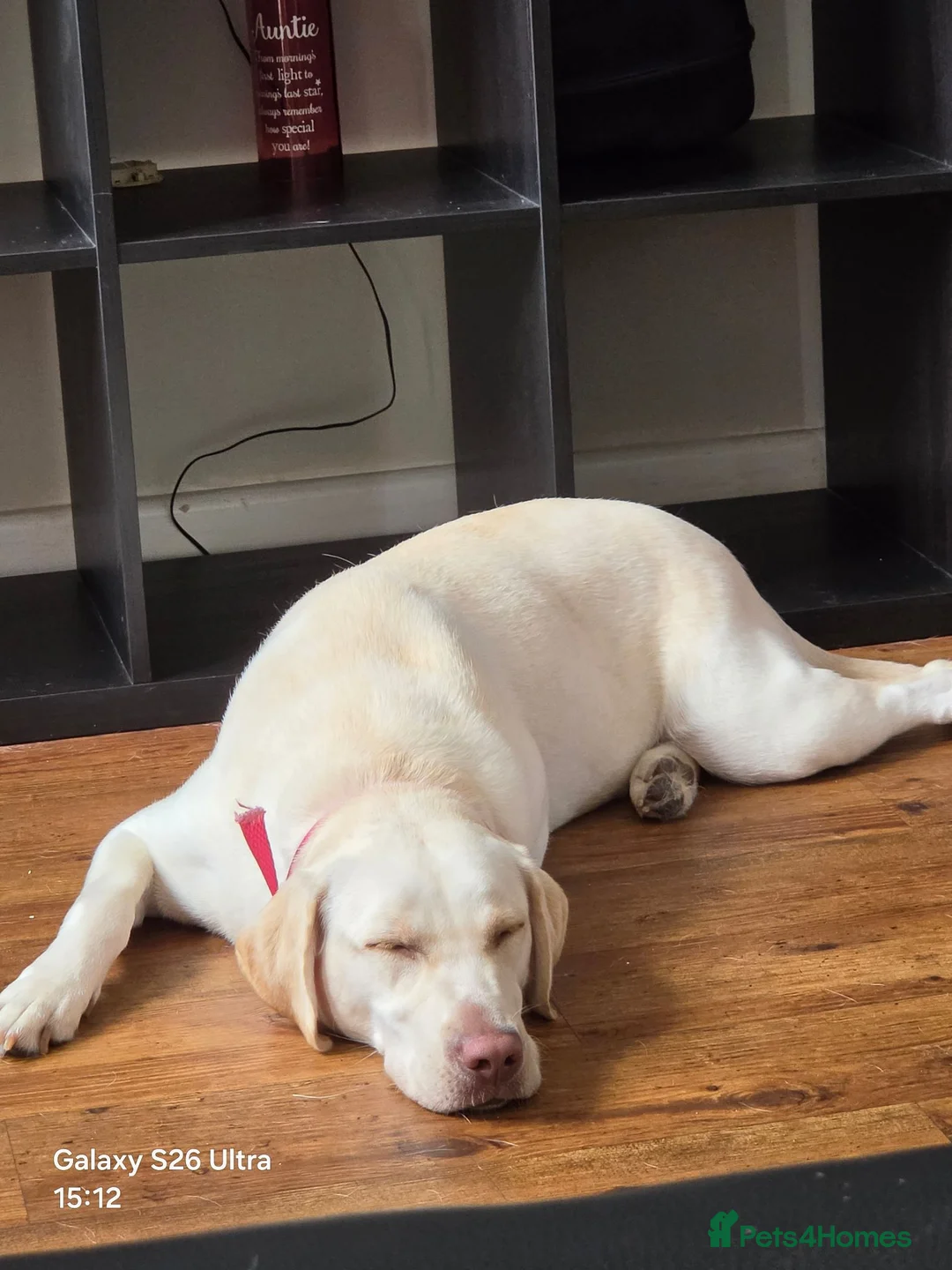 Labrador Retriever dogs for sale: Babygirl Nyla  in Mansfield - Advert 1