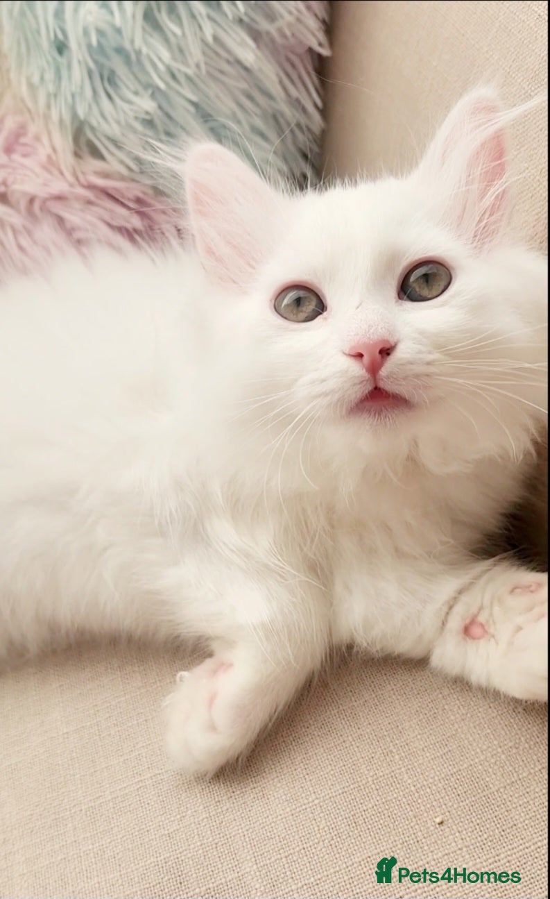 Siberian cats Siberian kittens are looking for a forever home🌹 - Advert 2