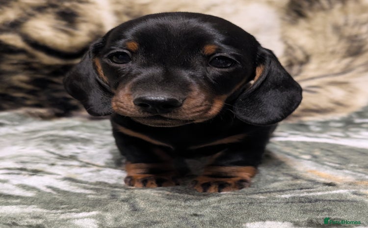 Miniature Dachshund dogs - Advert 7