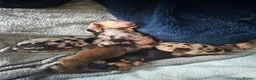 Miniature Dachshund dogs for sale: Beautiful miniature dachshunds  - Advert 9