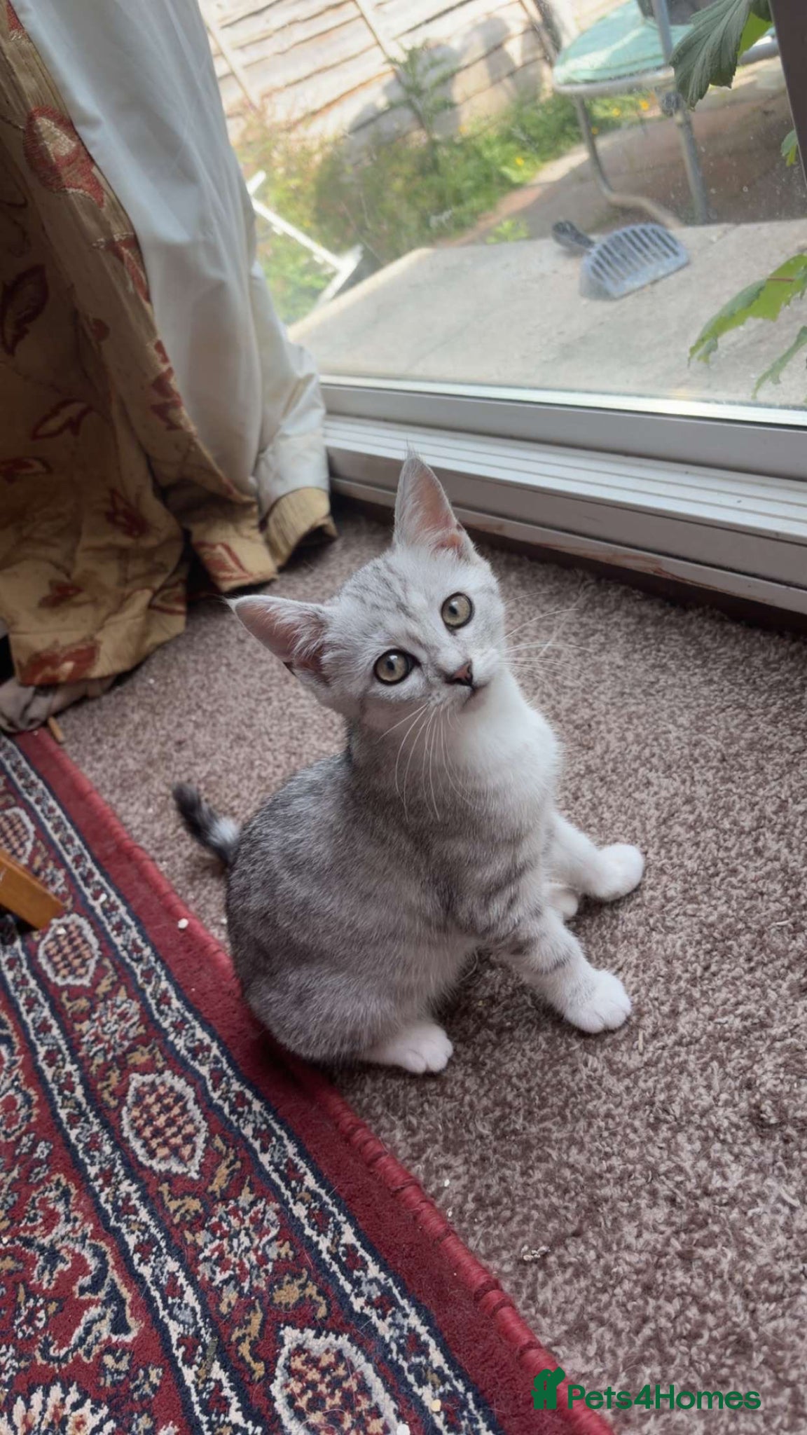 Scottish Fold cats grey and white half scottish fold kitten  - Advert 1