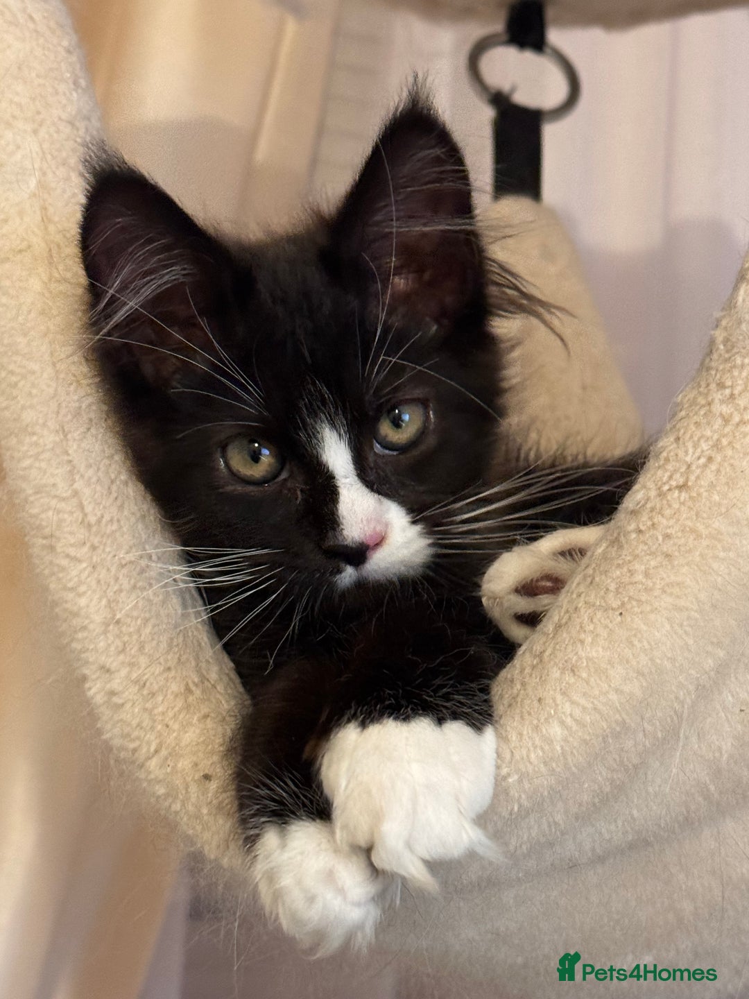 Maine Coon cats for sale: Lala Gorgeous Maine Coon kitten for sale - Advert 2