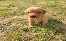 Labrador Retriever dogs for sale: Red Fox Labrador Puppies–Ready from 26th September - Image 8