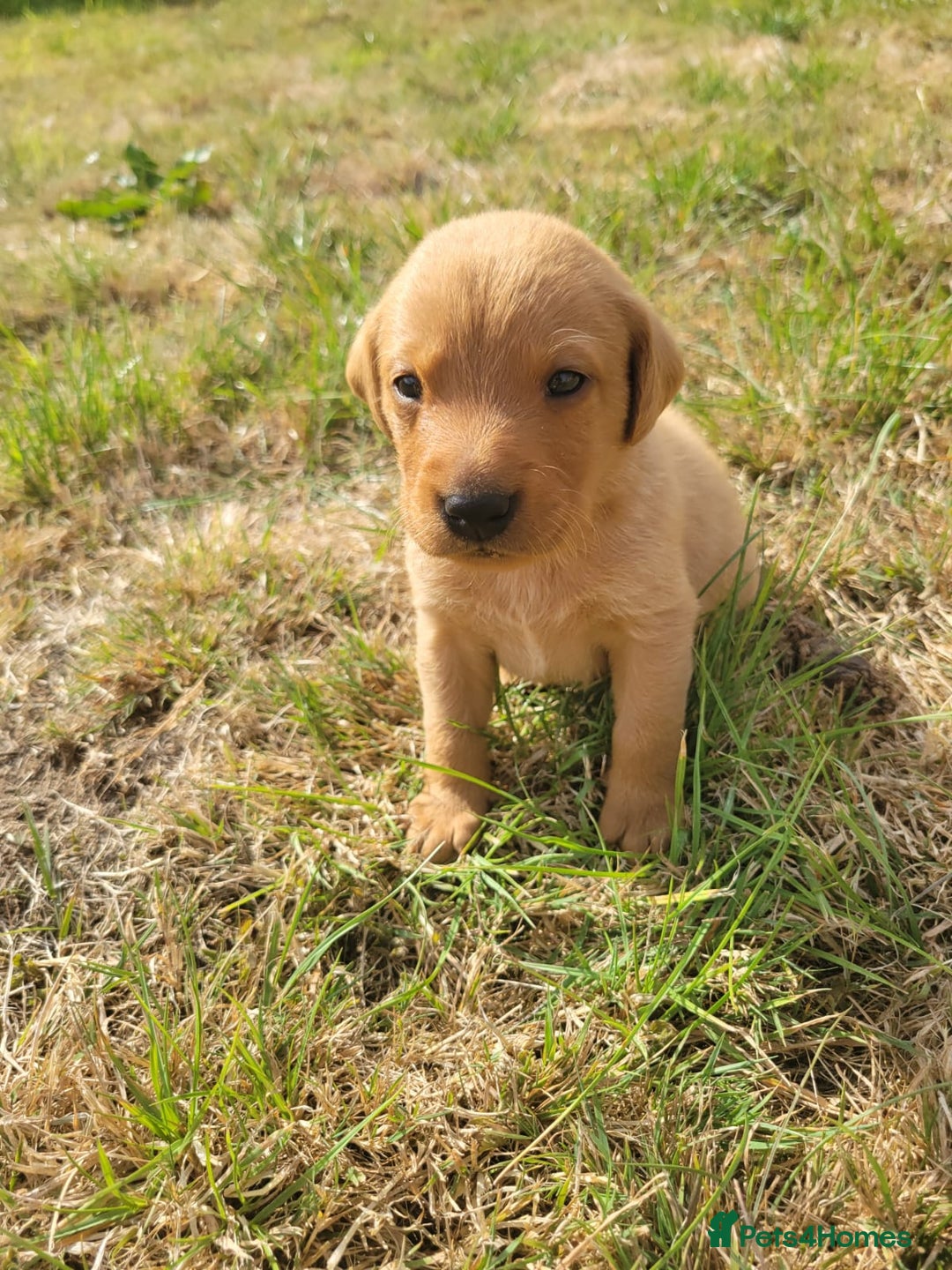 Labrador Retriever dogs for sale: Red Fox Labrador Puppies–Ready from 26th September - Image 8