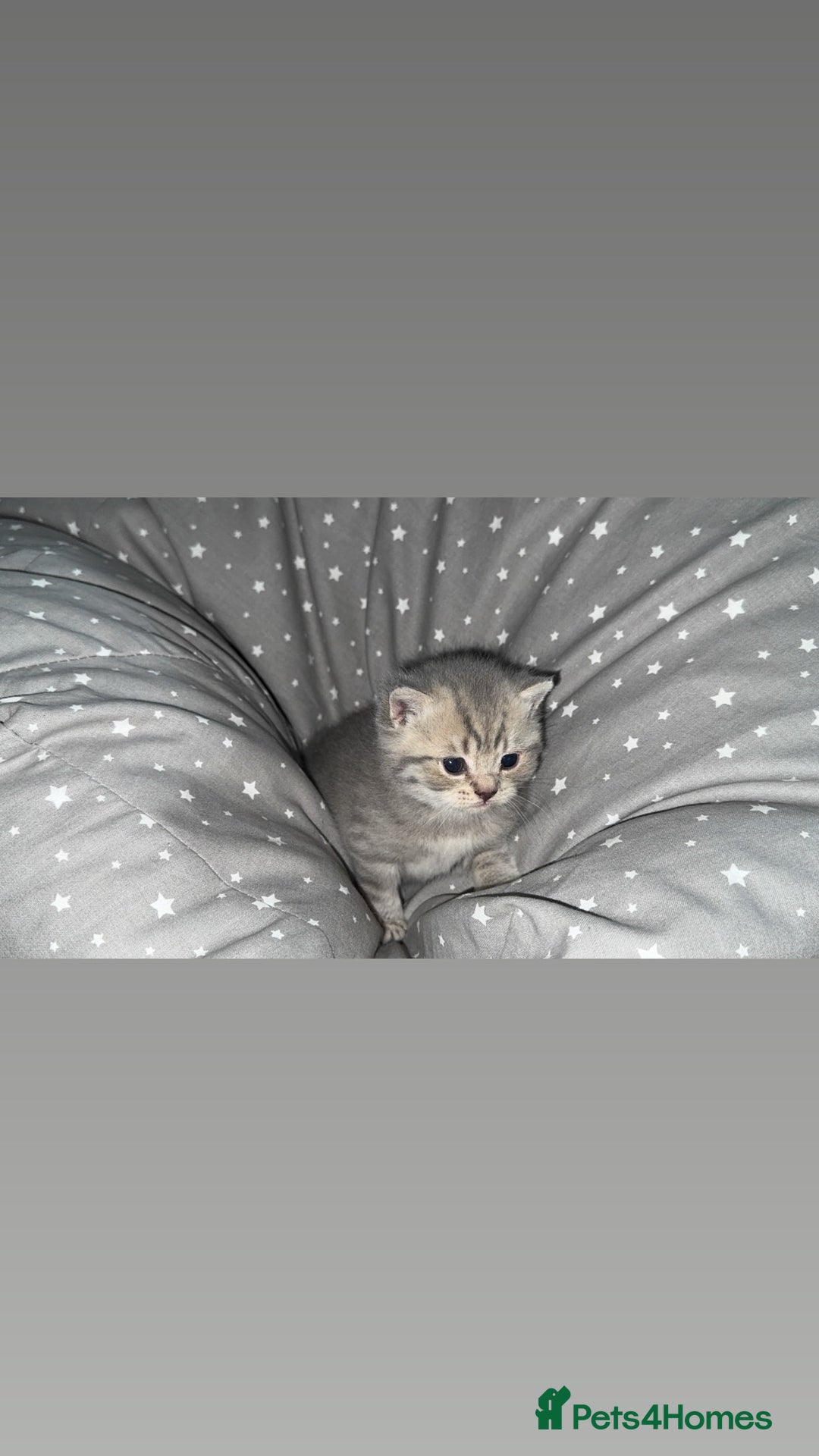 British Shorthair cats for sale: BSH KITTENS  - Image 12