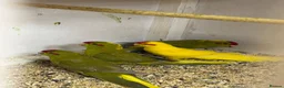 Parrots birds for sale: Proven Pair of Kakarikis  in York - Advert 6