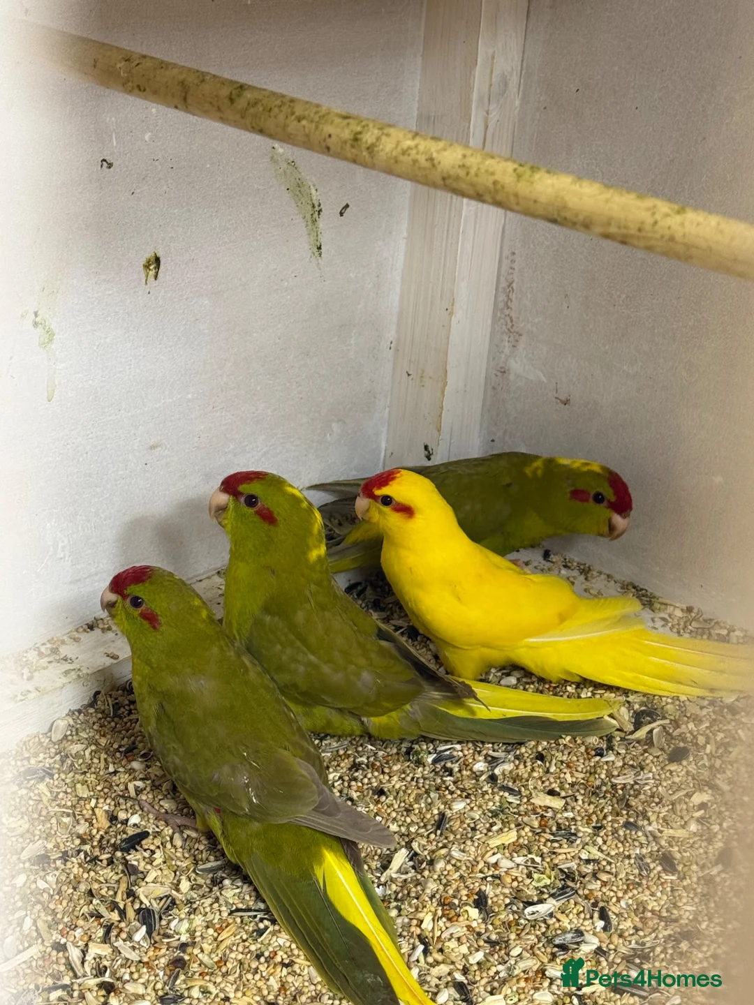 Parrots birds for sale: Proven Pair of Kakarikis  in York - Advert 6