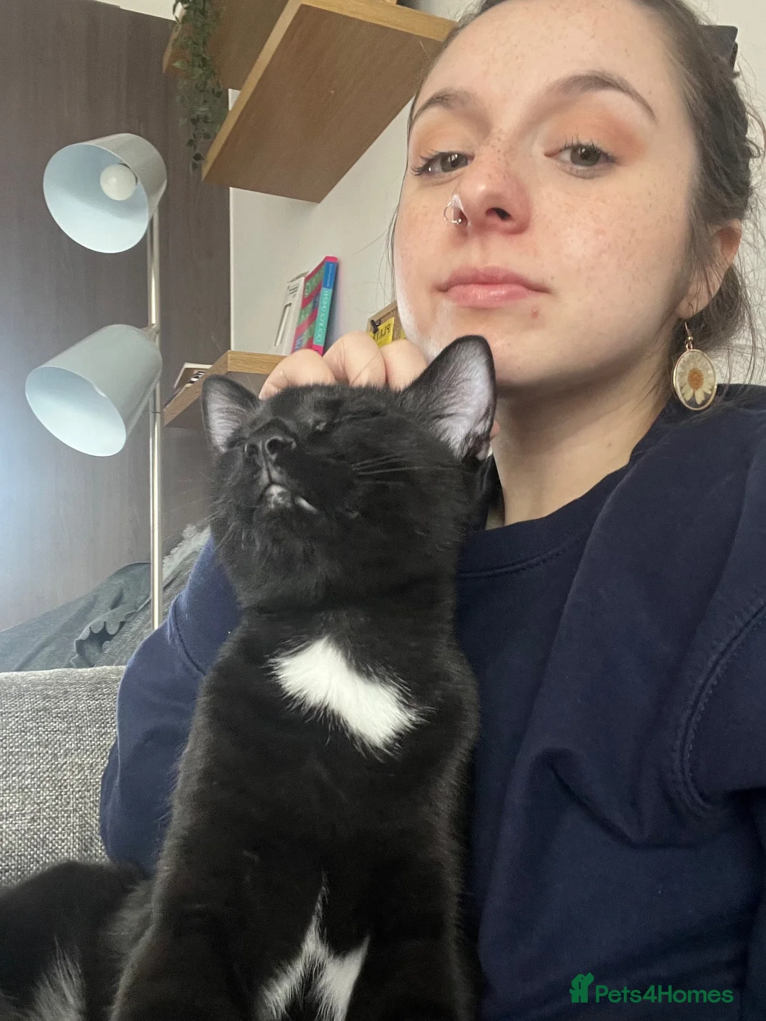 Mixed Breed cats for sale: Adorable and affectionate kitten in London - Advert 2
