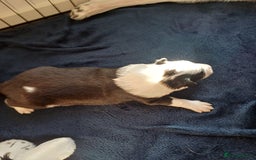 Border Collie dogs for sale: Border collie boy - Advert 3