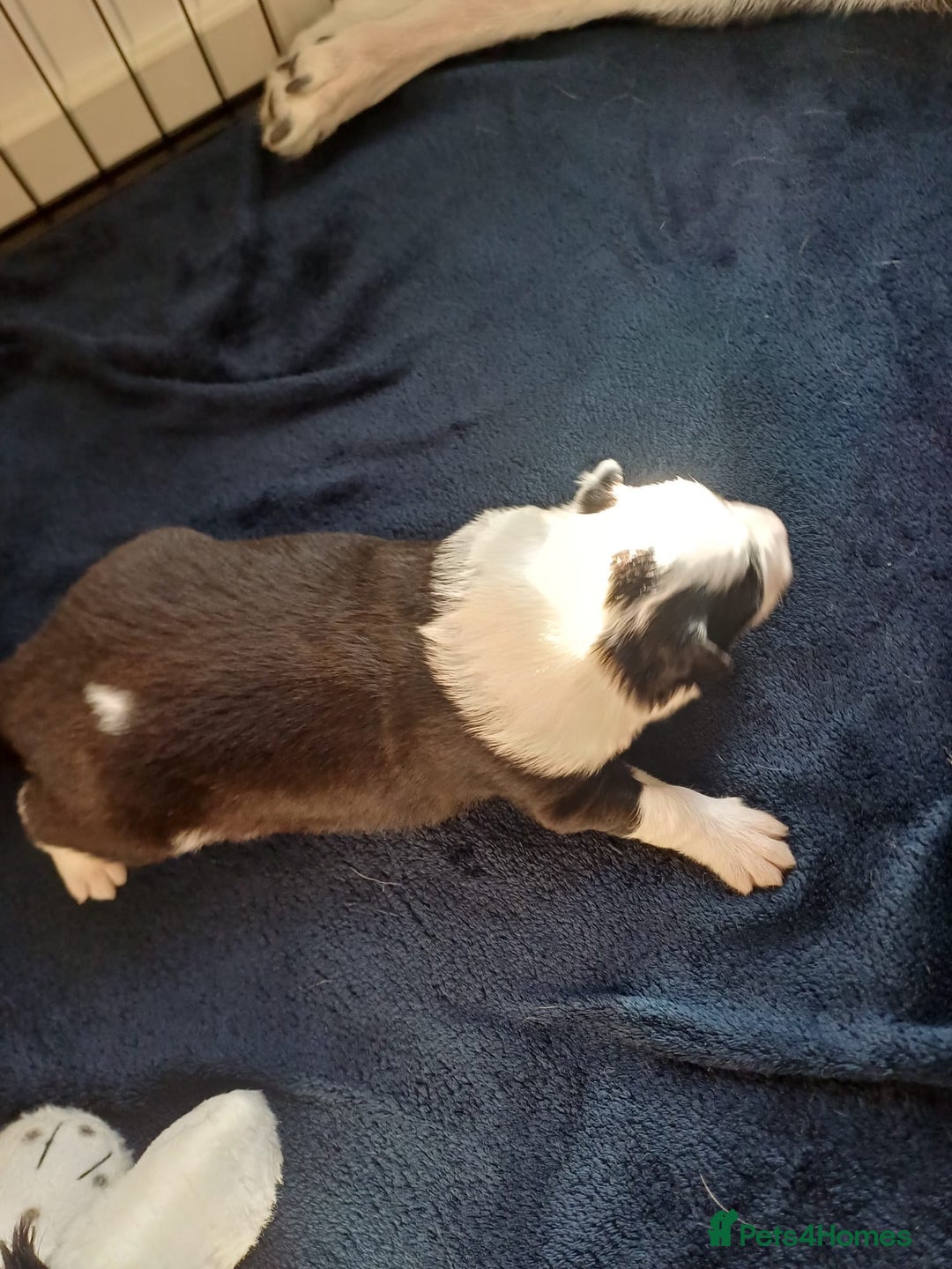 Border Collie dogs for sale: Border collie boy - Advert 3