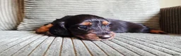 Miniature Dachshund dogs for sale: Stunning KC Registered Longhaired Mini Dachshunds - Advert 20