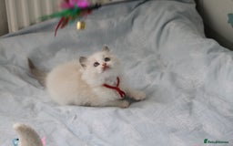 Ragdoll cats for sale: Active TICA princesses 👑❤️🩷💜 - Image 13