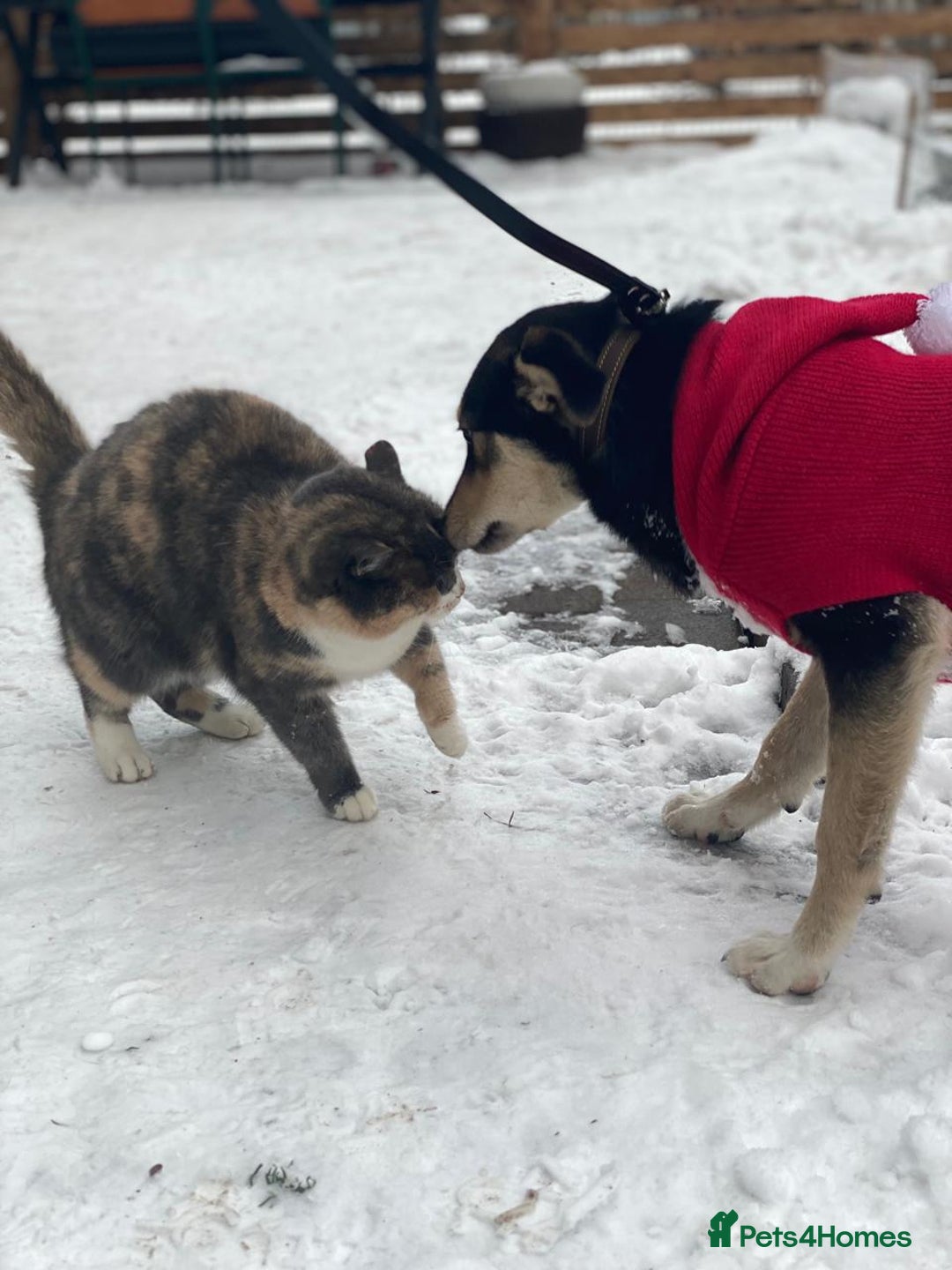 Mixed Breed dogs for adoption: ❤️ZITA&GITA❤️ – Together or Separately - Advert 5