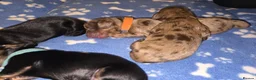 Miniature Dachshund dogs for sale: Miniature dacshund - Advert 5