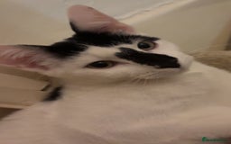 Domestic Shorthair cats for sale: Domestic shorthair cat for sale (white and black) - Image 3