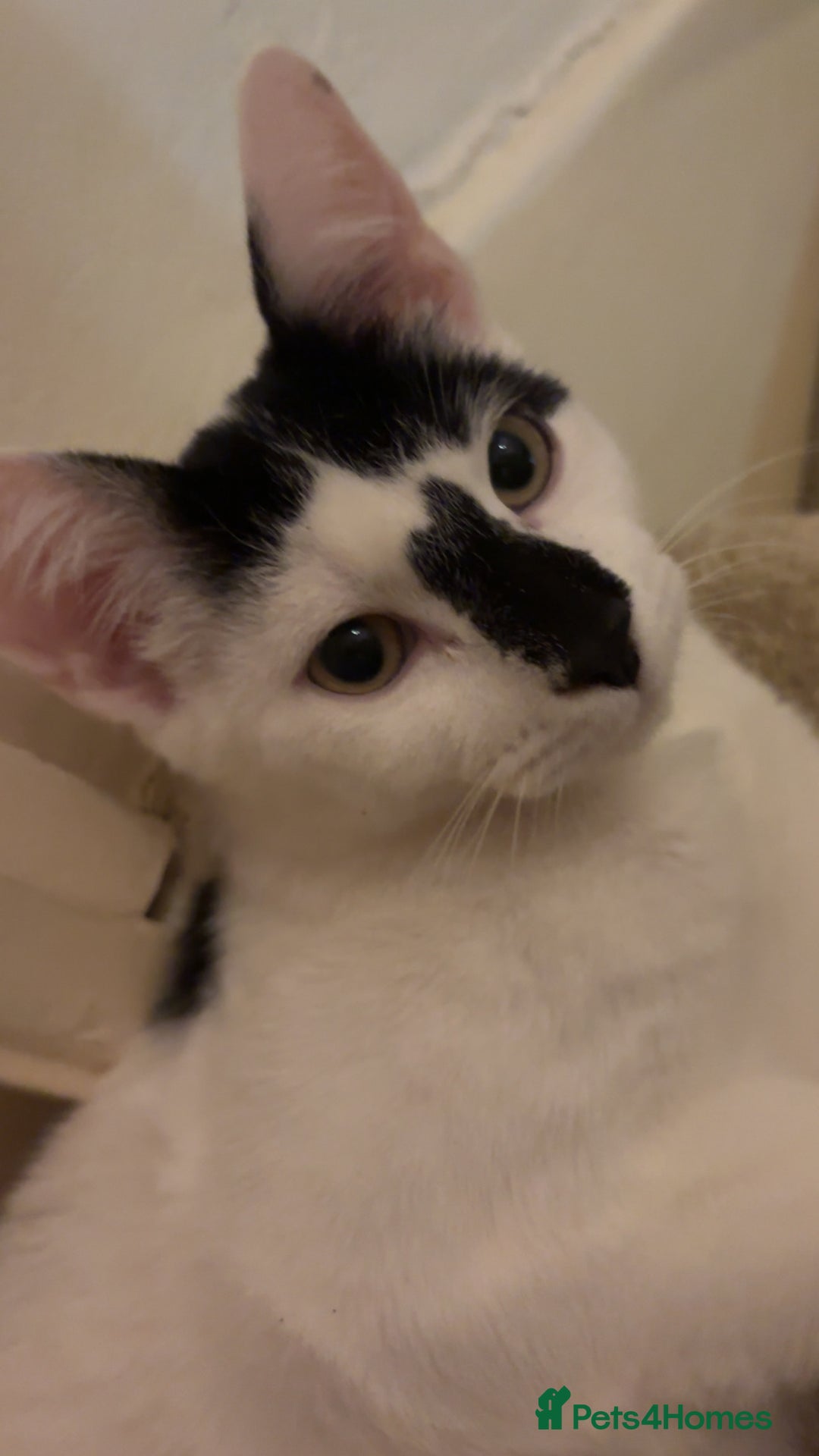 Domestic Shorthair cats for sale: Domestic shorthair cat for sale (white and black) - Image 3