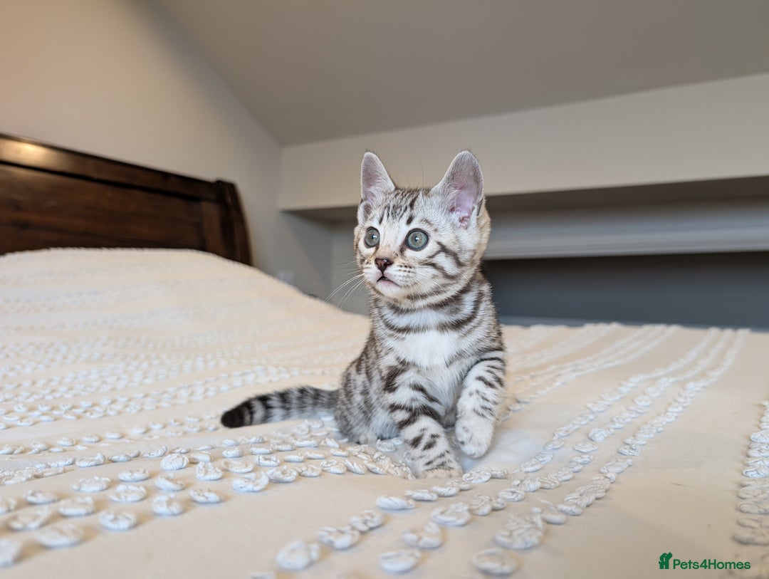 Bengal cats for sale: 🤍🩶🖤 Beautiful Bengal Kittens 🖤🩶🤍 - Image 11