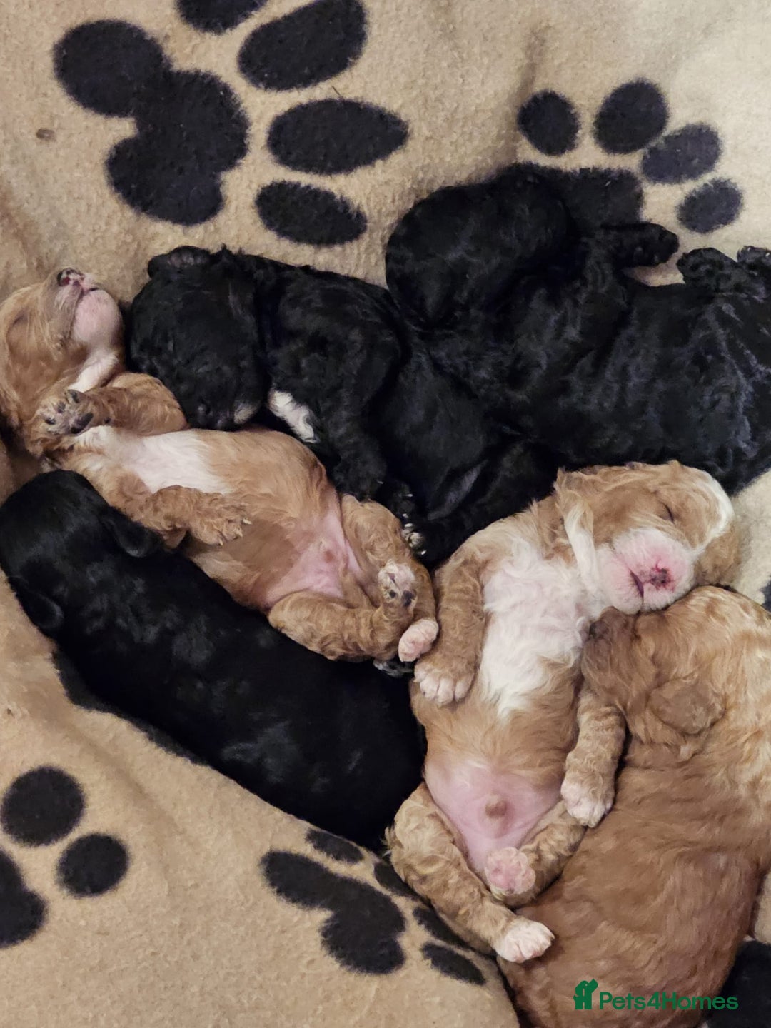 Cockapoo dogs for sale: Cockerpoo Puppies for sale - F1B - Advert 8