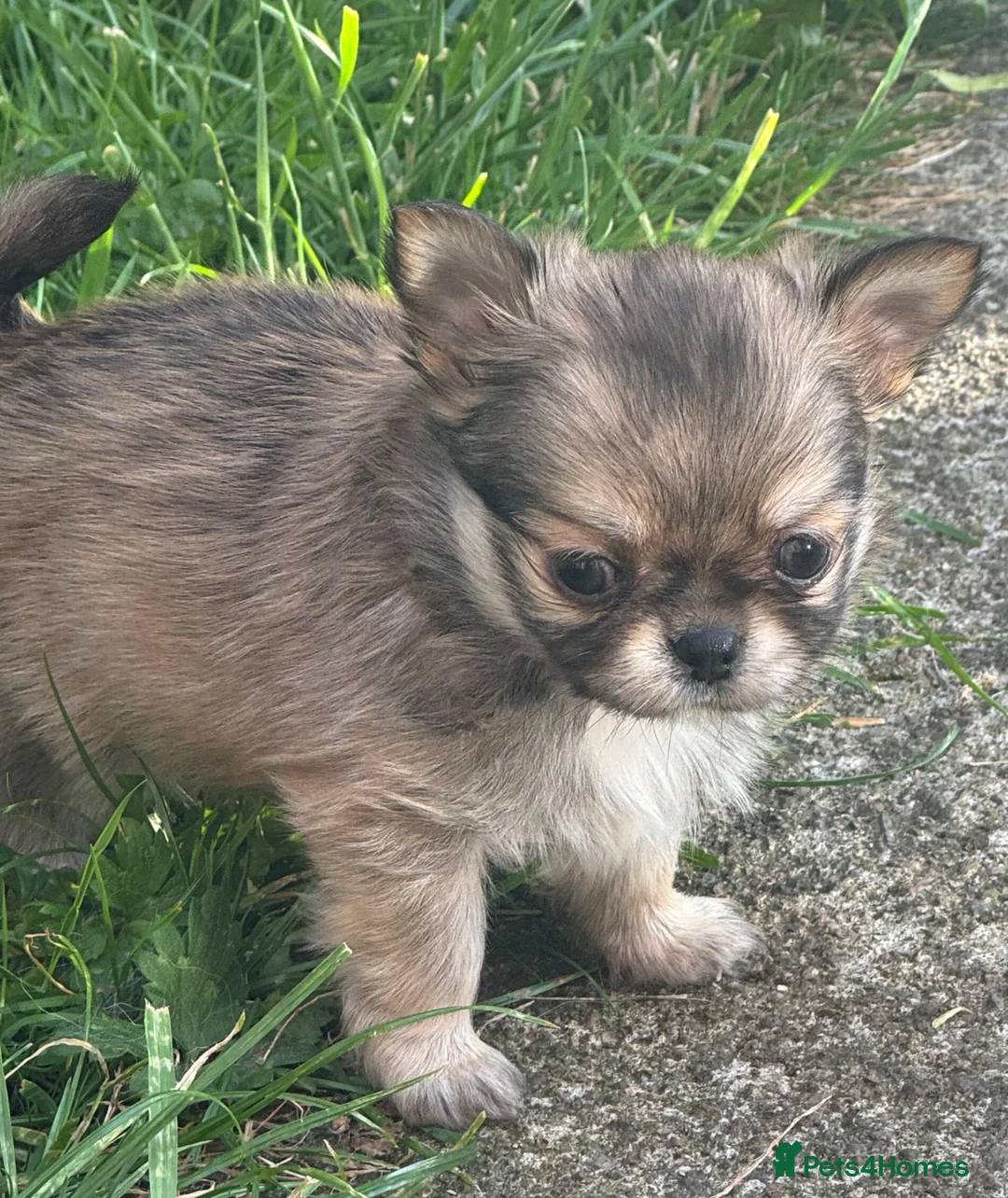Chihuahua dogs for sale: Kc male long coat chihuahua puppies.  in South Shields - Advert 9