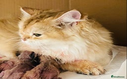 British Longhair cats for sale: 🐾🤩❤️Gold Angels - tiny stars 🐾❤️🐱 - Image 10
