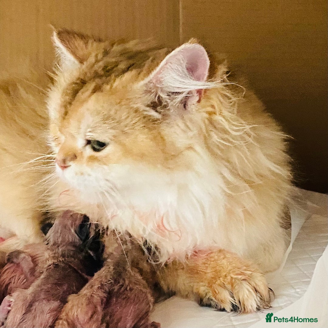 British Longhair cats for sale: 🐾🤩❤️Gold Angels - tiny stars 🐾❤️🐱 - Image 10
