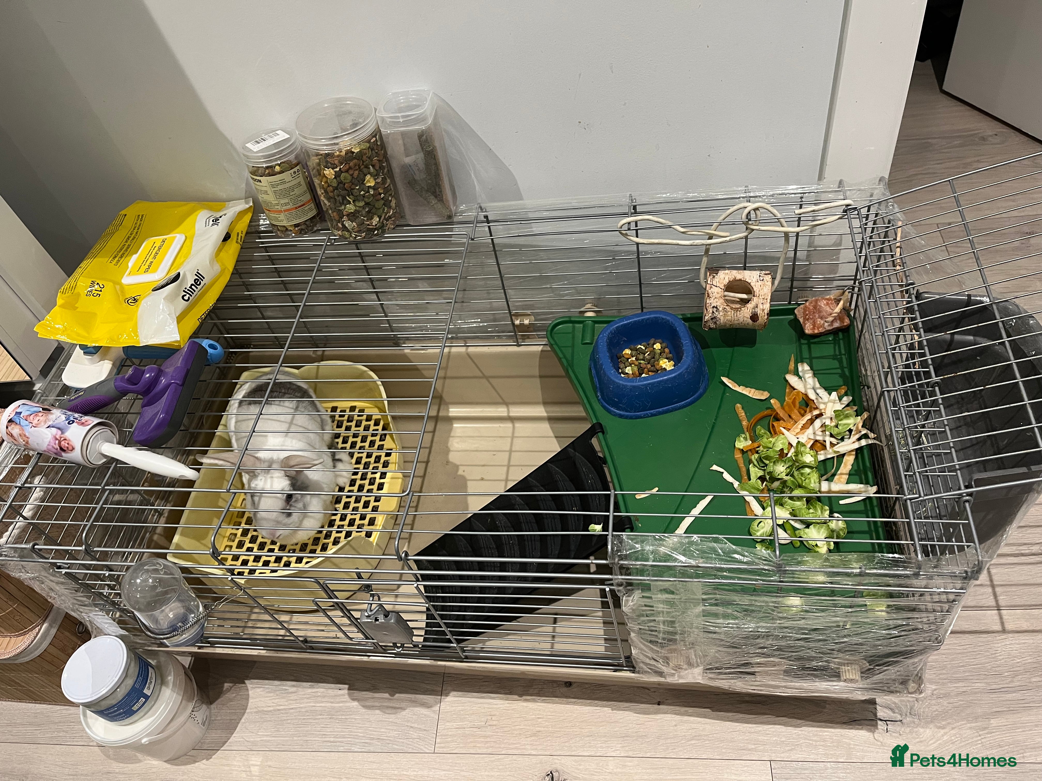 Mixed Breed rabbits Blue eye Rabbit - Advert 1