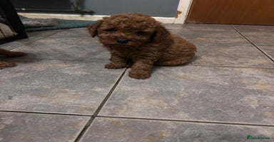 Cockapoo dogs cockapoo puppies only 4 left ready in 3 days  - Advert 8