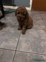 Cockapoo dogs cockapoo puppies only 4 left ready in 3 days - Advert 7