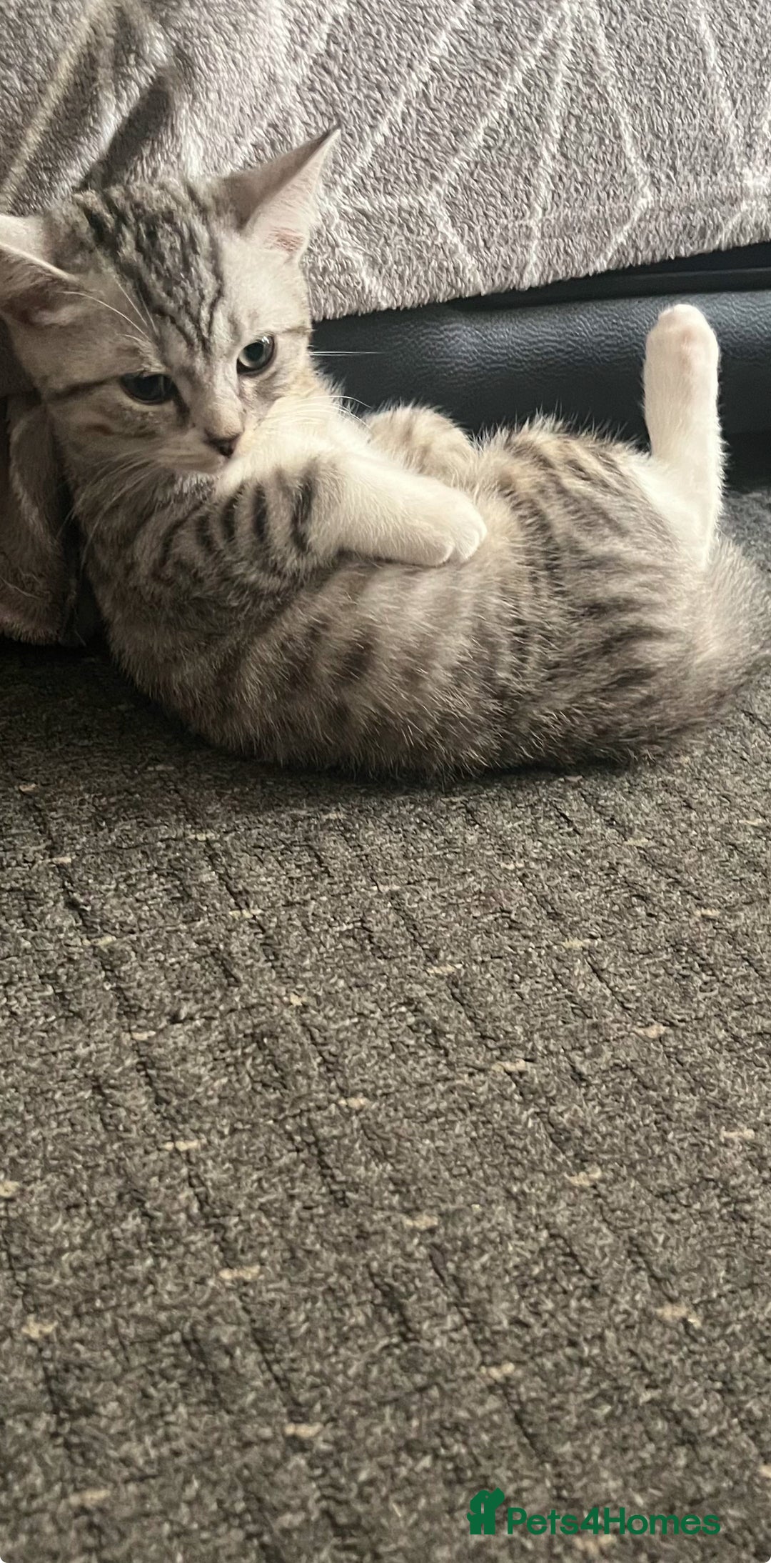 Mixed Breed cats for sale: Two adorable British Shorthair X Bengal Kittens - Advert 8