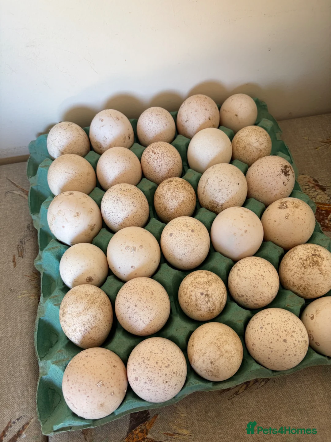 Turkeys poultry for sale: Wild American Turkeys - Advert 5