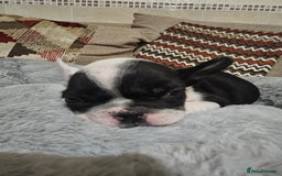 French Bulldog dogs for sale: 🩷 2 Female French Bulldog Puppies – 8 Weeks 🩷 - Advert 8