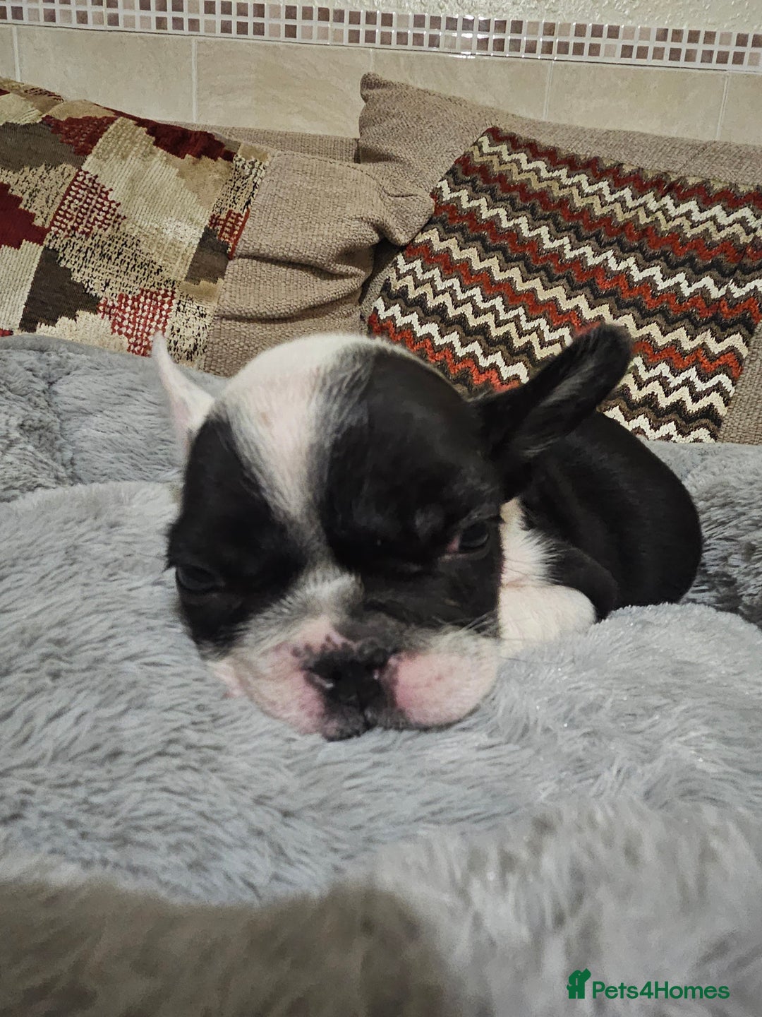French Bulldog dogs for sale: 🩷 2 Female French Bulldog Puppies – 8 Weeks 🩷 - Advert 8