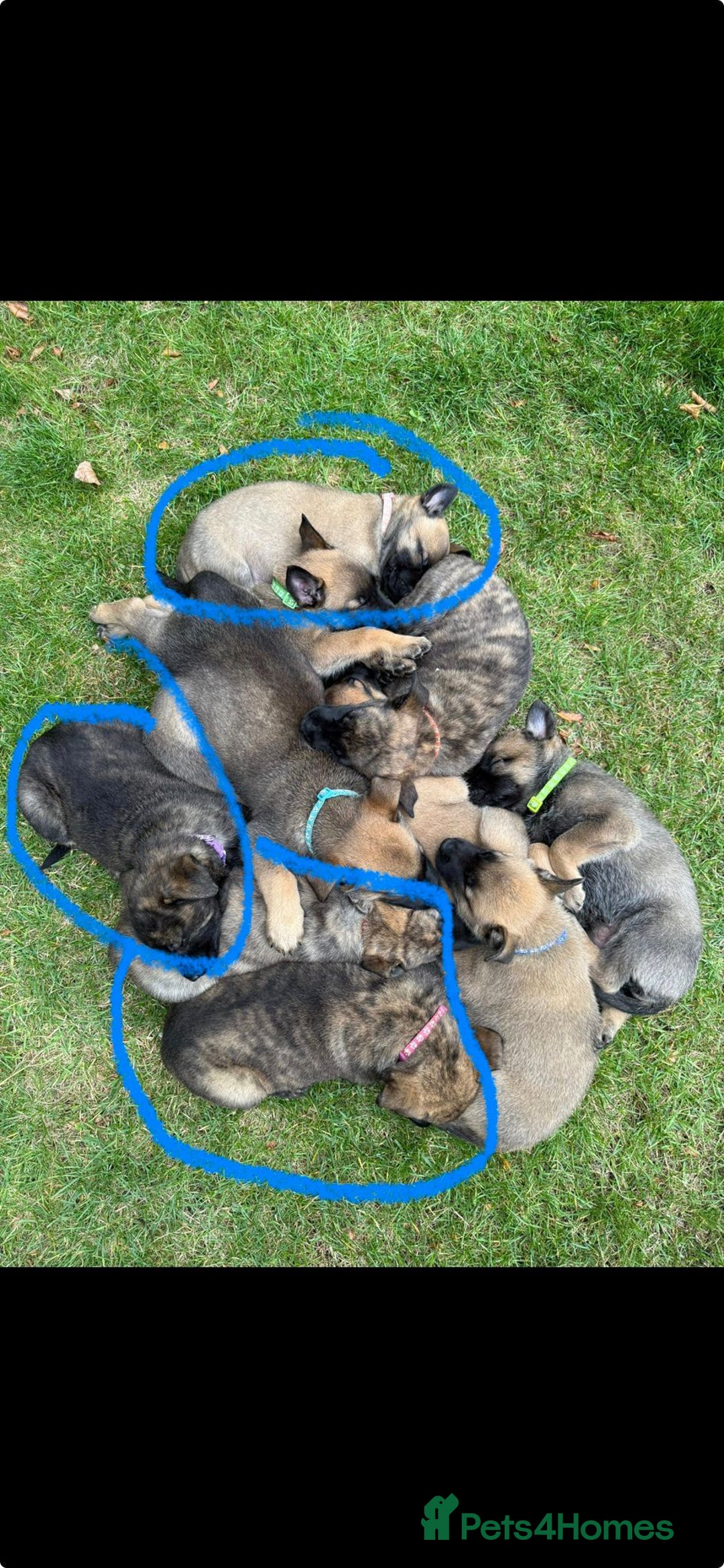Belgian Shepherd Dog dogs for sale: Dutch herder x malinois Shepherd - Image 5