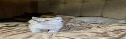 British Shorthair cats for sale: British shorthair kittens lilac and blue - Advert 19