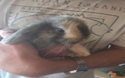 Mini Lop rabbits for sale: Glorious and Gorgeous Mini Lop Bunnies for sale  - Image 3