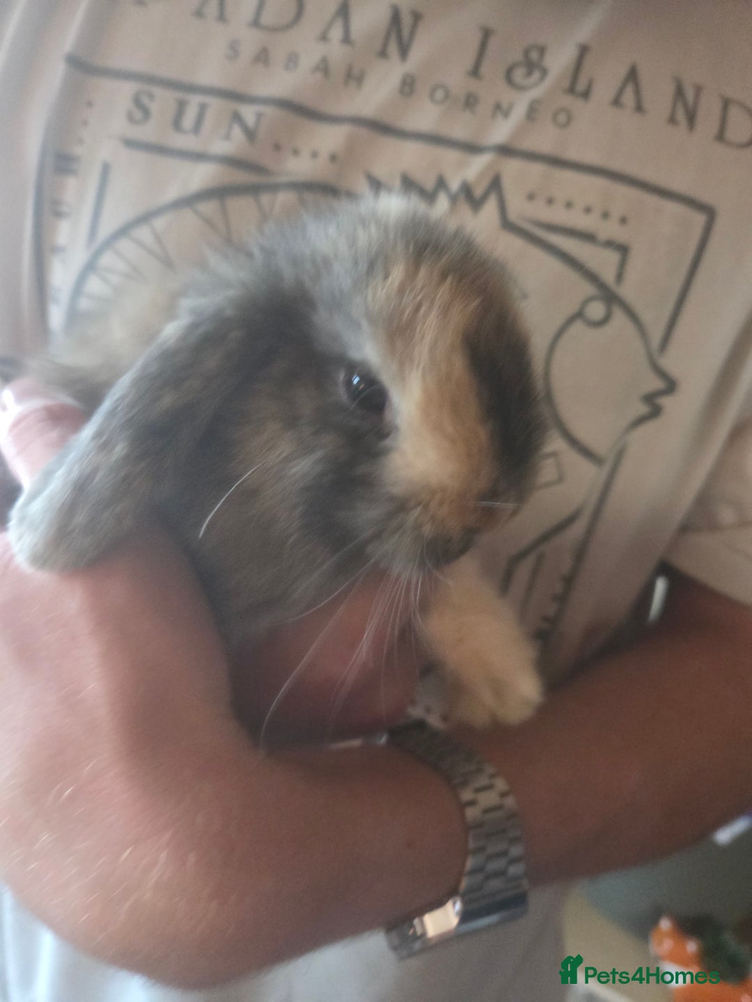 Mini Lop rabbits for sale: Glorious and Gorgeous Mini Lop Bunnies for sale  - Image 3