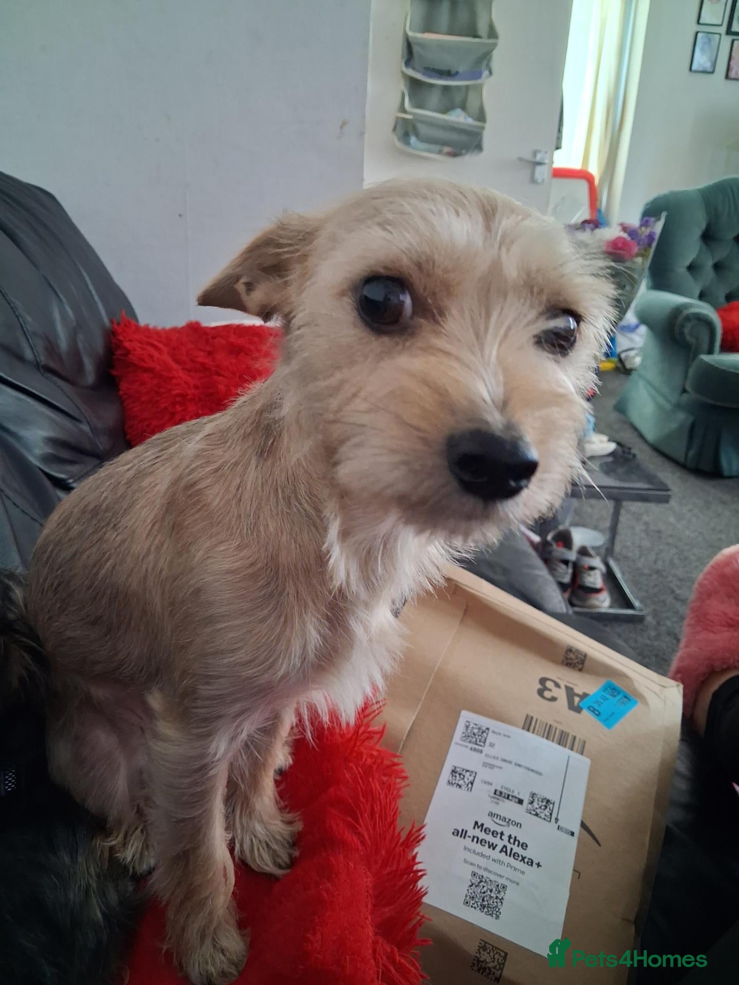 Mixed Breed dogs Yorkshire terrier x jack russell - Advert 1