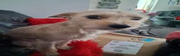 Mixed Breed dogs for sale: Yorkshire terrier x jack russell - Advert 1