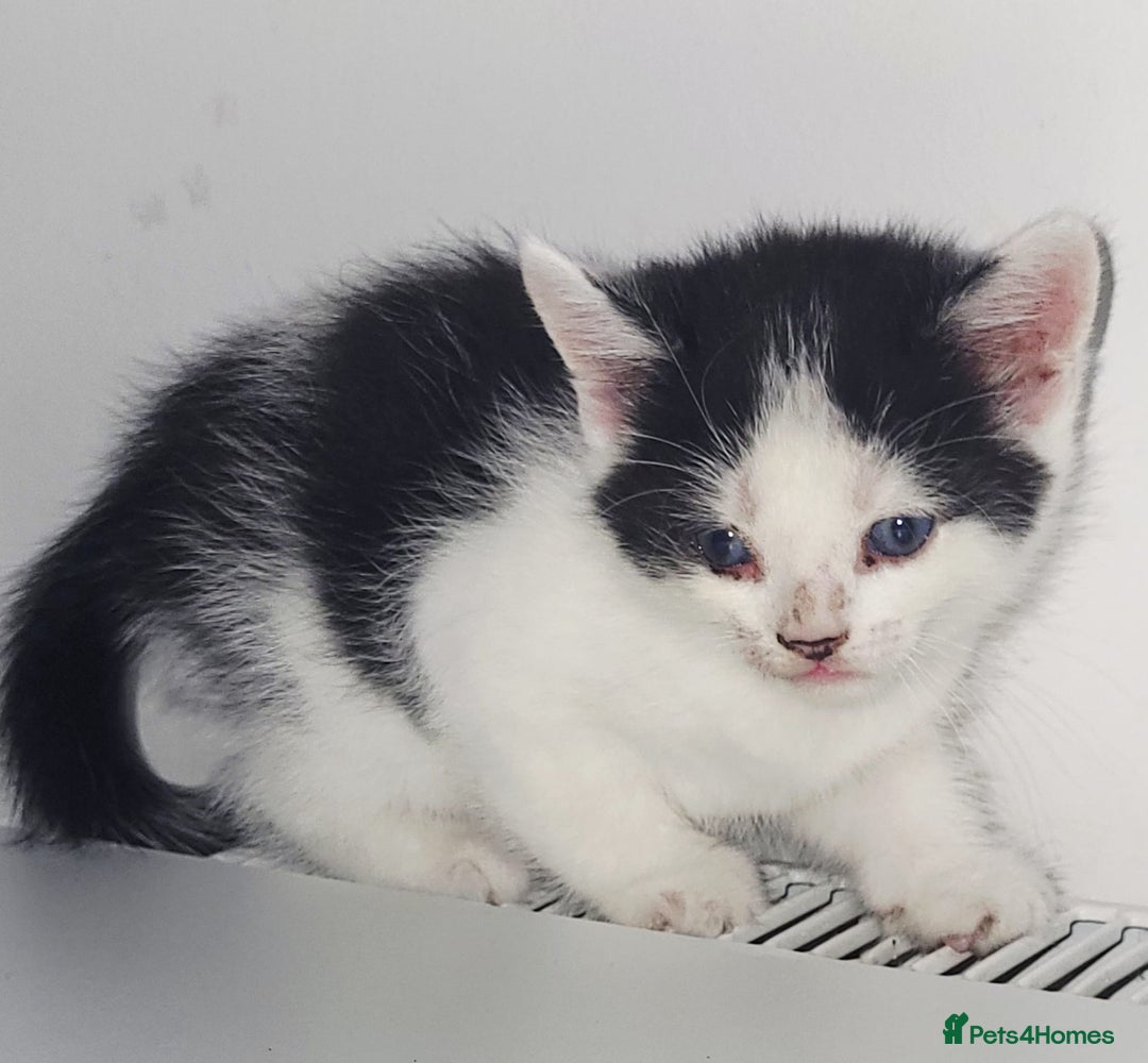 British Shorthair cats for sale: British Shorthair Kittens for sale  - Image 2