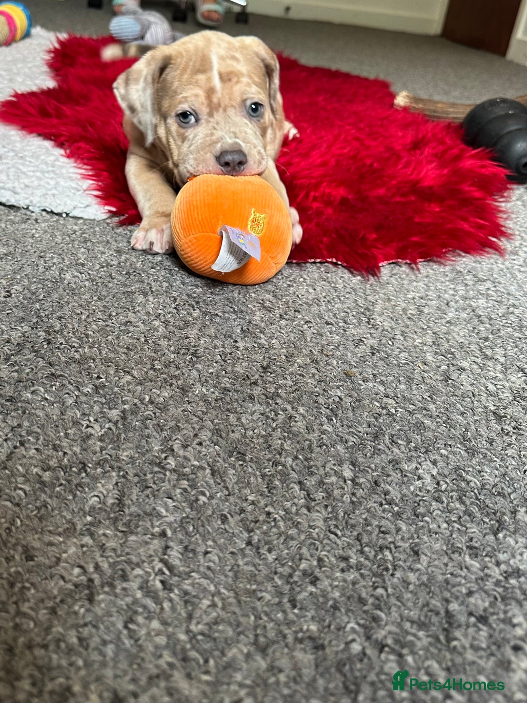 American Bully dogs for sale: Reduced pocket bully’s. Ready to leave! - Image 11
