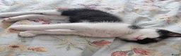 Russian Blue cats for sale: Blue Russian mixed breed kittens - Advert 12