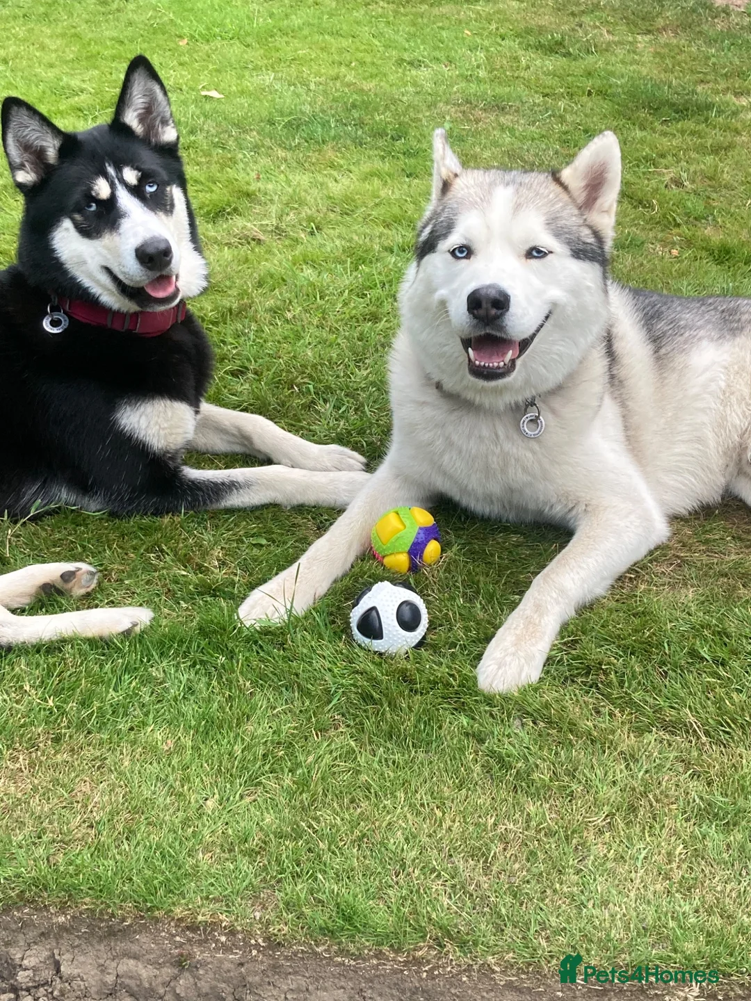 Siberian Husky dogs for sale: Stunning Siberian Huskies  in Sheffield - Advert 1
