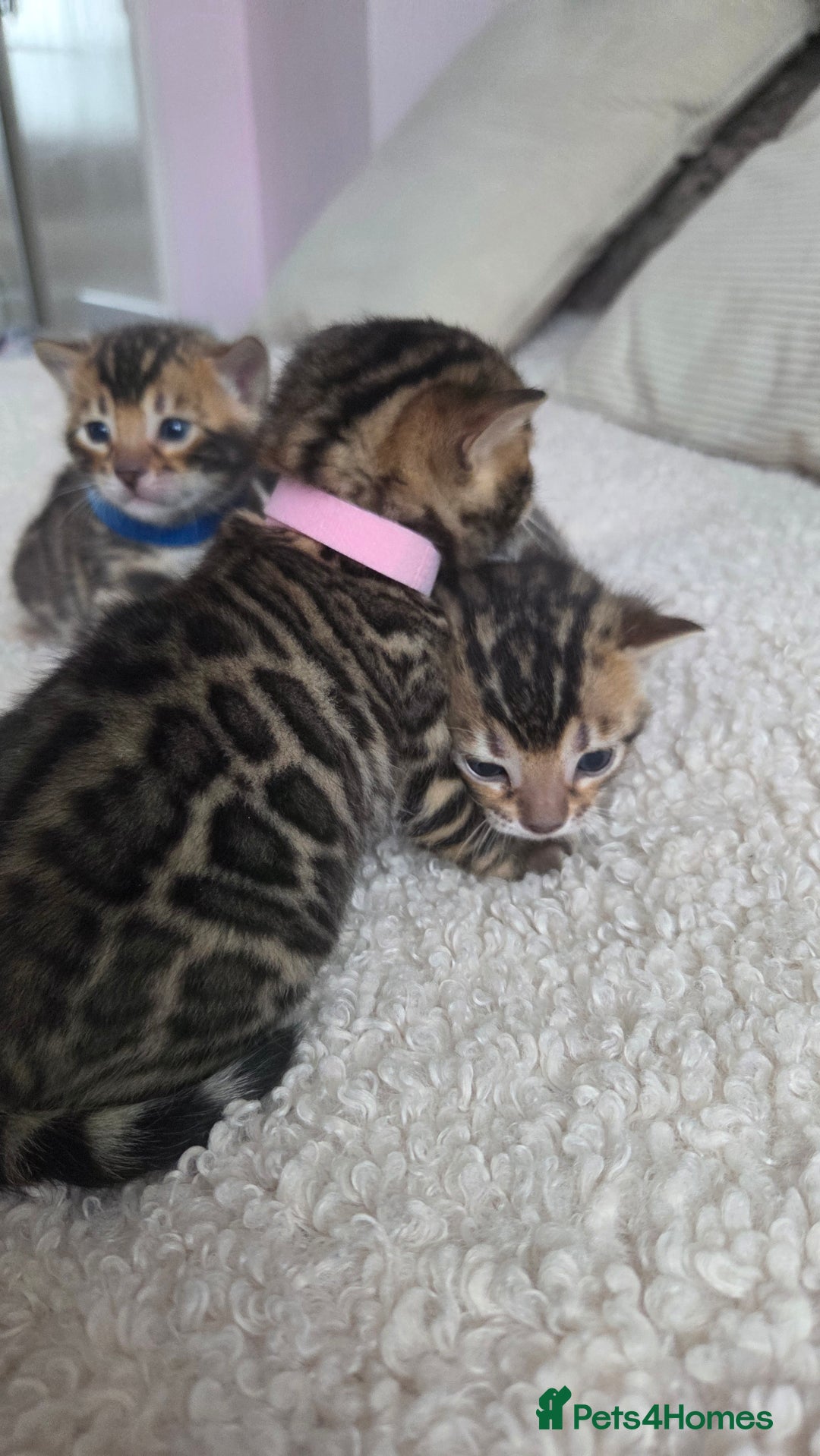 Bengal cats for sale: Georges Tica registered Bengal kittens  - Advert 10