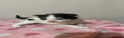 Mixed Breed cats for sale: Gorgeous Kittens  - Advert 5